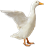Vịt